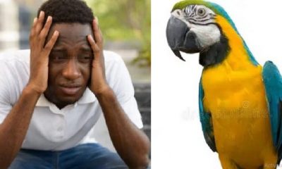Village people at work as Nigerian man deported for killing parrot 1 month after relocating to Canada